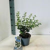 Osmanthus burkwoodii