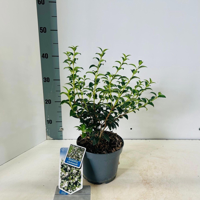 <h4>Osmanthus burkwoodii</h4>