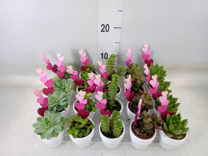 <h4>Succulents   ...</h4>