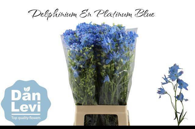 <h4>DELPH EN M PLAT BLUE</h4>