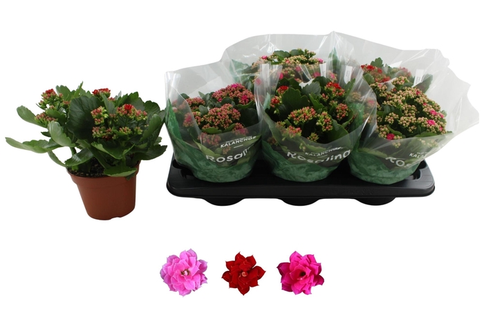 <h4>KAL GE RO GEM 3 KL</h4>