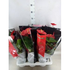 Anthurium andr. 'Oklahoma'