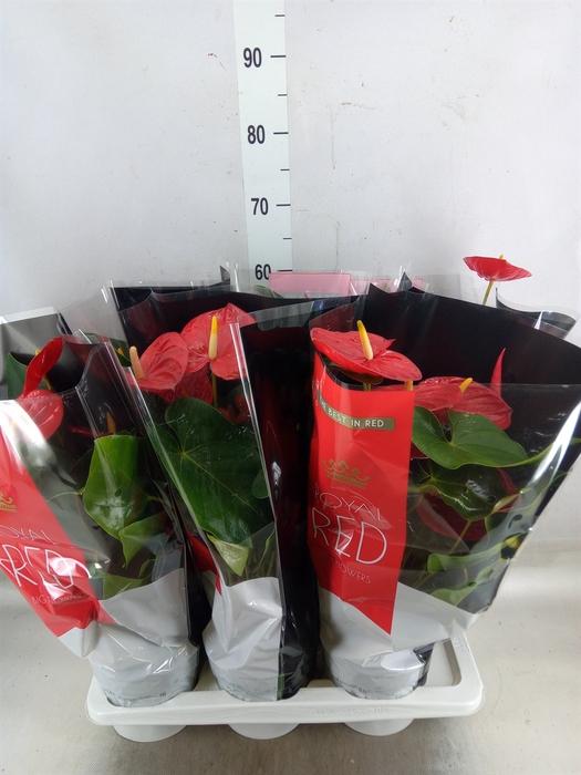 <h4>Anthurium andr. 'Oklahoma'</h4>