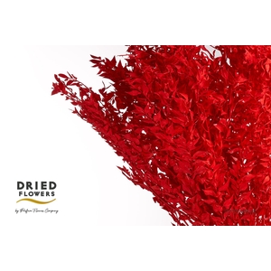 Dried Bleached Ruscus Red