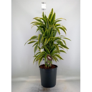 Dracaena fr de 'LemonLime'