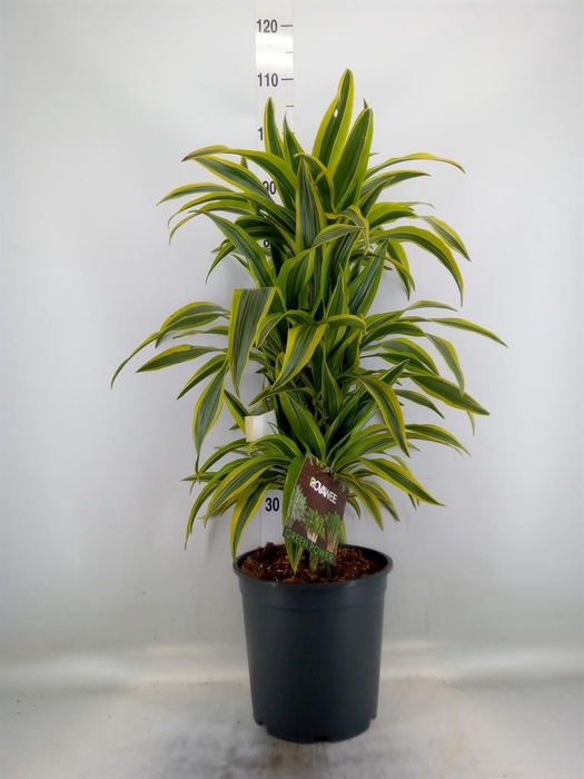 <h4>Dracaena fr de 'LemonLime'</h4>