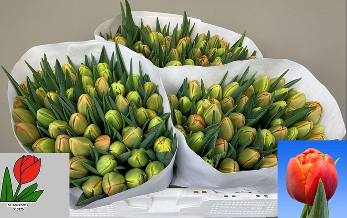 <h4>TU DU ICOON</h4>