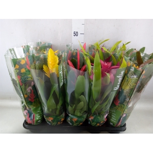 Bromelia   ...mix