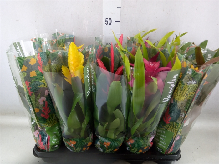 <h4>Bromelia   ...mix</h4>