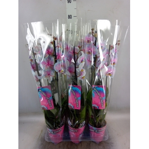 Phalaenopsis   ...