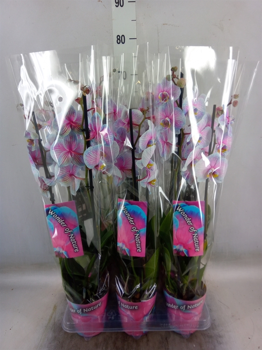 <h4>Phalaenopsis   ...</h4>