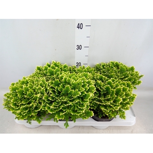 Selaginella martensii 'Jori'