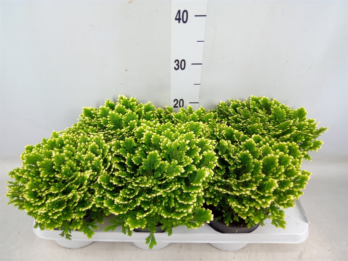 <h4>Selaginella martensii 'Jori'</h4>