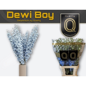 DELPH DU DEWI BOY