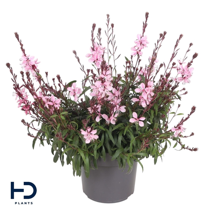 <h4>Gaura lind. 17cm Gaudi® Medium Pink Impr.</h4>