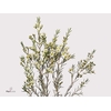 Chamelaucium Ofir Green