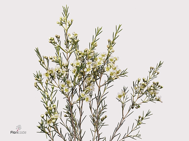 Chamelaucium Ofir Green