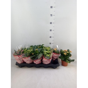 Kalanchoe blos.   ..rosebud mix  5