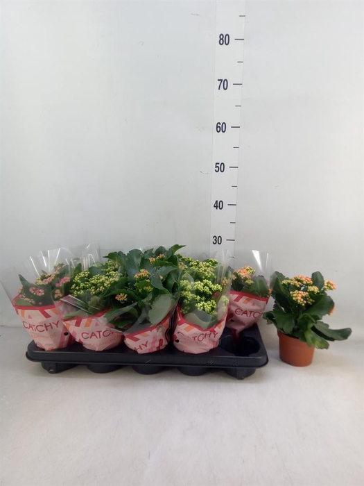 <h4>Kalanchoe blos. ..rosebud mix 5</h4>