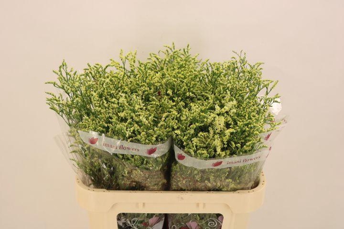 <h4>LIM SIN CHINA LEMON</h4>