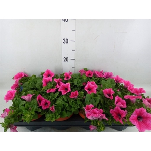 Petunia  'Famous Pink'