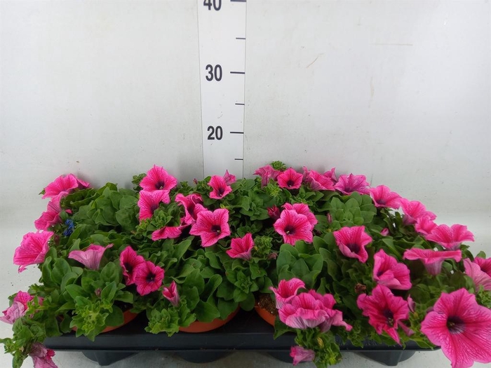 <h4>Petunia  'Famous Pink'</h4>