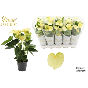 Anthurium 12 cm Vanilla in Haute Couture sleeve