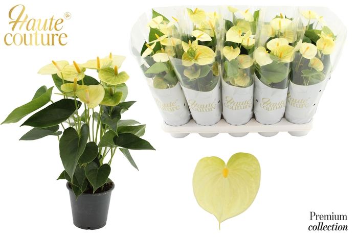 <h4>Anthurium 12 cm Vanilla in Haute Couture sleeve</h4>