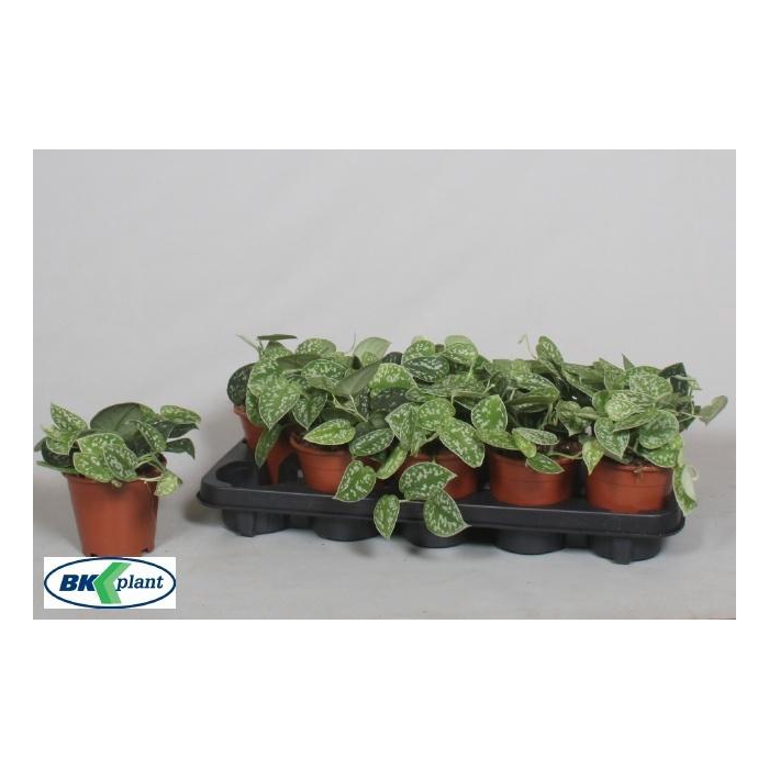 <h4>SCIND PICT ARGYRAEUS</h4>