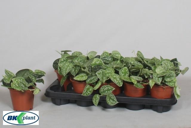 SCIND PICT ARGYRAEUS