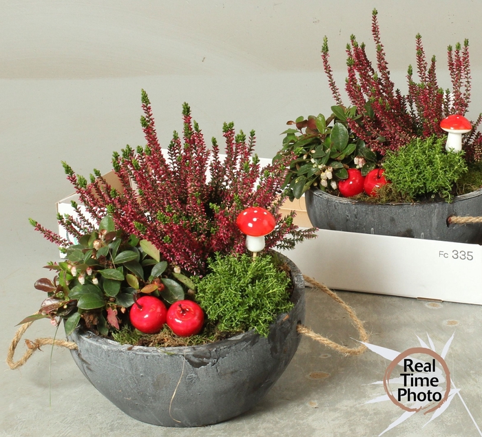 <h4>ARR TUINPLANTEN</h4>