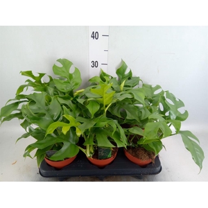 Rhaphidophora tetrasperma