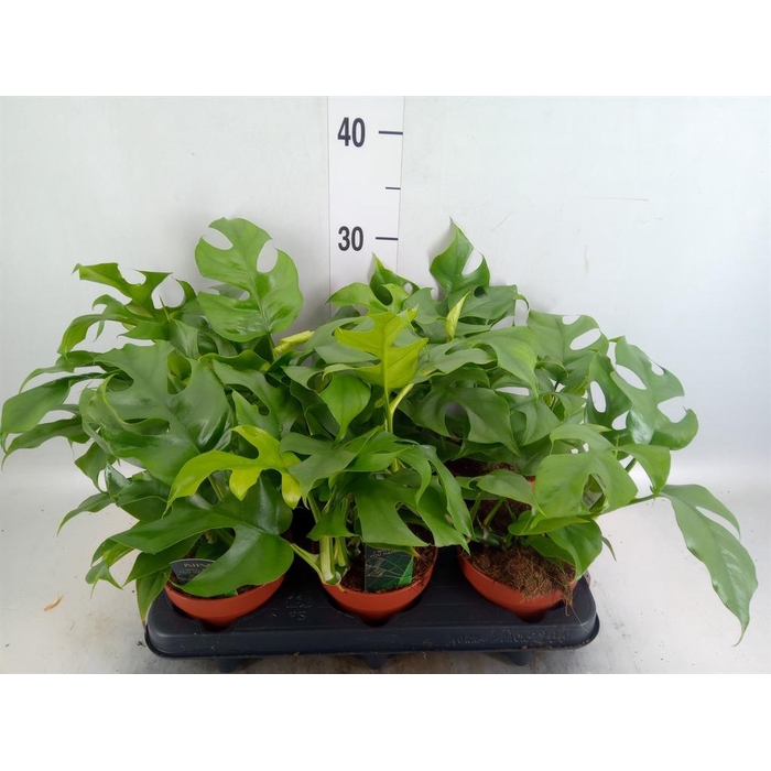 <h4>Rhaphidophora tetrasperma</h4>