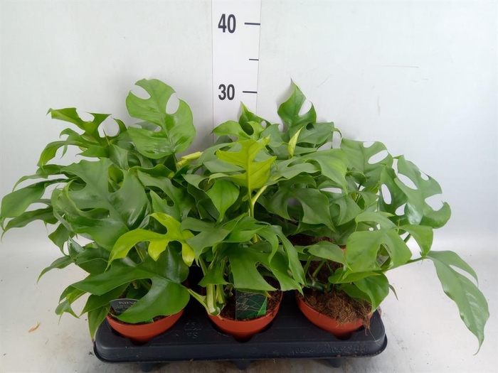 <h4>Rhaphidophora tetrasperma</h4>
