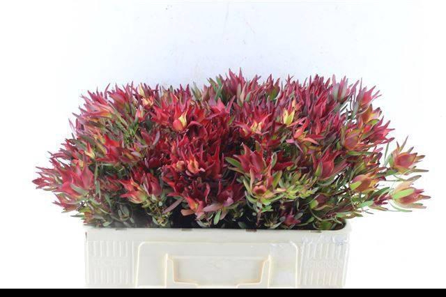 <h4>LEUCAD SAL BLUSH</h4>