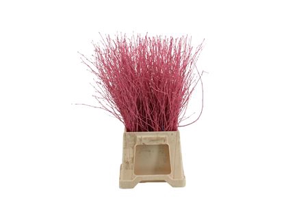 <h4>Betula per bos kleurbehandeld</h4>