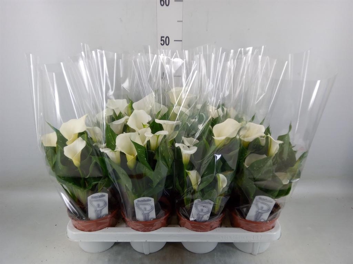<h4>Zantedeschia   ...</h4>