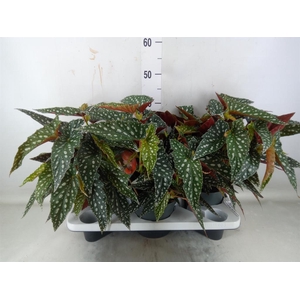 Begonia BD mac. 'Spotlight Green'