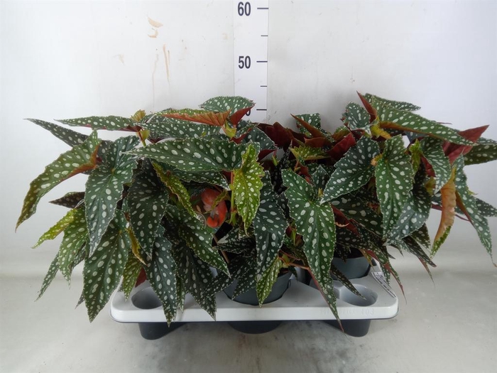 <h4>Begonia BD mac. 'Spotlight Green'</h4>