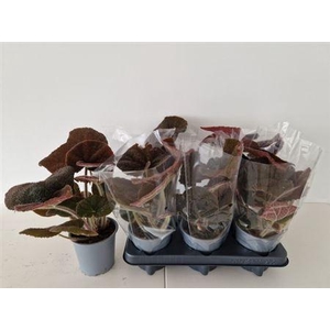 ** Beg Masoniana * Spring Deal *