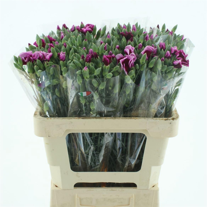 <h4>DI TR SIMPLY PURPLE BICOLOR*</h4>