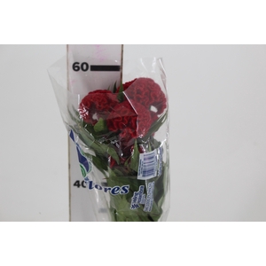 CELOSIA CARMINE CHIEF 060 CM VINHO