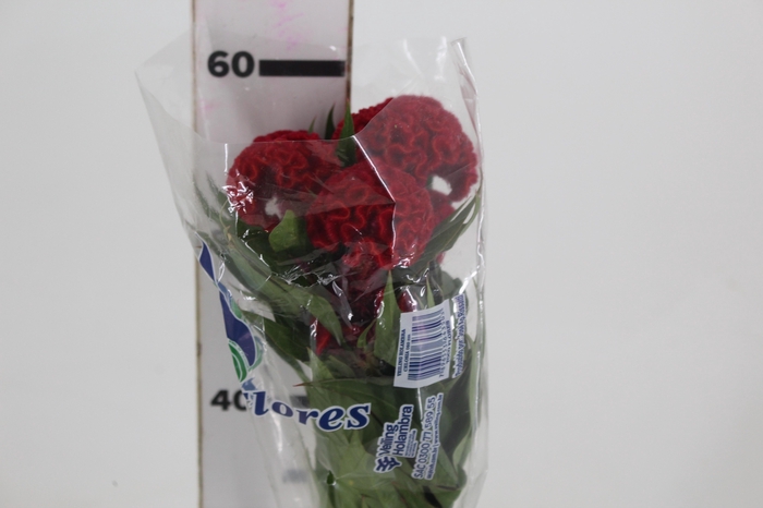 <h4>CELOSIA CARMINE CHIEF 060 CM VINHO</h4>