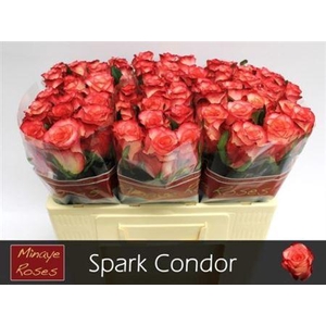 Rosa a grande fleur 'Spark Condor'