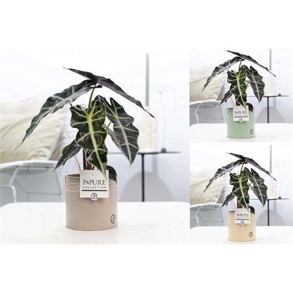 <h4>Alocasia Polly in P&PURE zinc pot Louise 4 mix</h4>