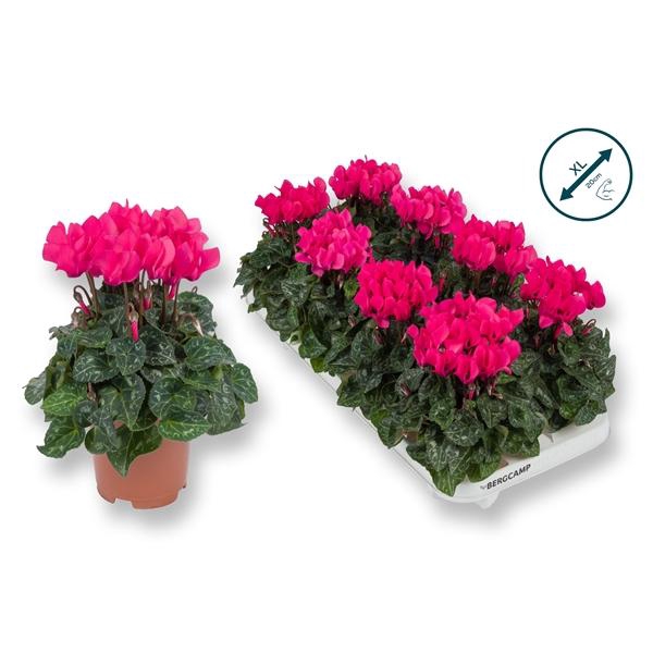 <h4>Cyclamen persicum kleinbloemig Super Serie Compact</h4>