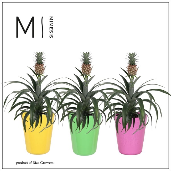 <h4>Mimesis Ananas Mi Amigo Cupcake -13 cm in Florence</h4>