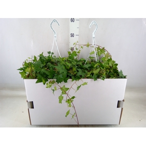 Hedera helix 'Pittsburgh'