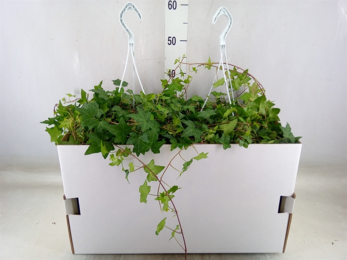 <h4>Hedera helix 'Pittsburgh'</h4>