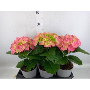 Hydrangea mac.   ...